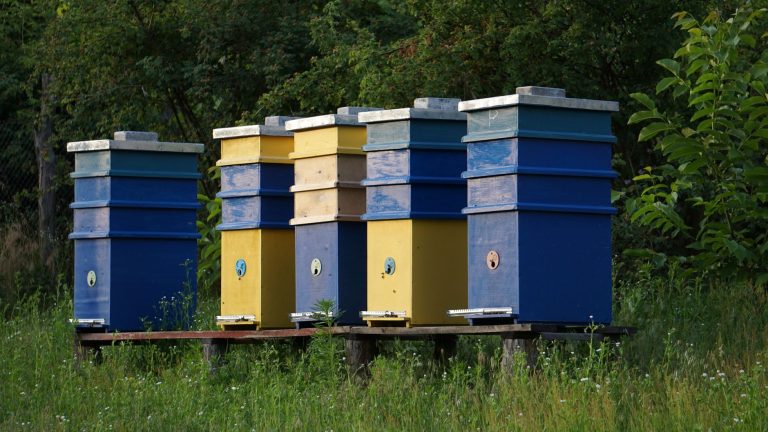 Вулики на пасіці - КВЕД для пасіки і бджільництва